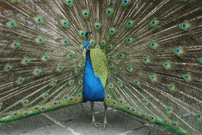 peacock, Museo Dolores Olmedo Patio