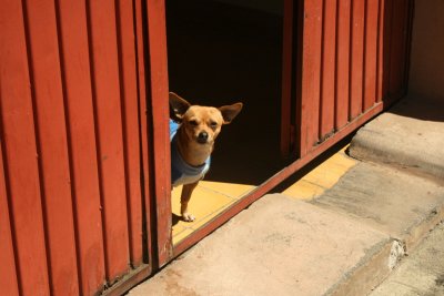 Yo quiero taco bell, Calle Ibarra, Pátzcuaro