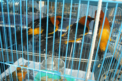 hooded orioles for sale, market, Morelia
