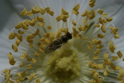 iridescent fly, rose stamen tops