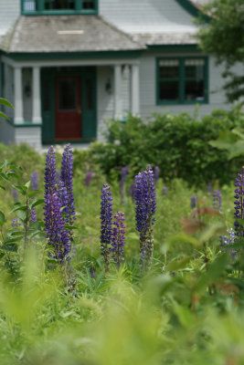 Lupine grew all over people's lawns