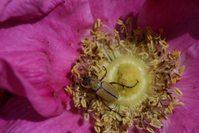 wild rose