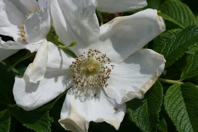 wild rose