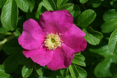 wild rose