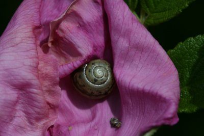 wild rose, snail