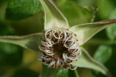 wild rose, post-bloom