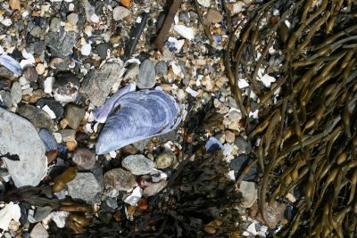 Waldo Point, mussell shell and seaweed