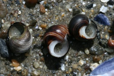 Waldo Point, snail shells