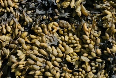 Waldo Point, seaweed