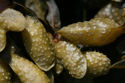 Waldo Point, seaweed detail