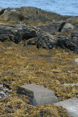 seaweed and rocks, Waldo Point
