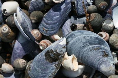 blue mussel shells, Waldo Point