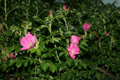 wild rose bush