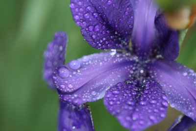 foggy morning flowers -- iris