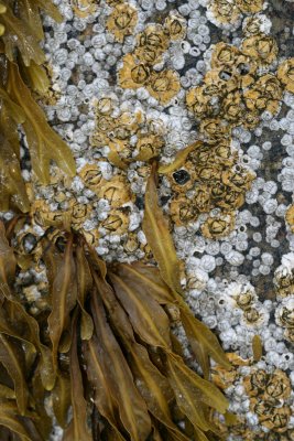 seaweed, barnacles, Hamilton Beach