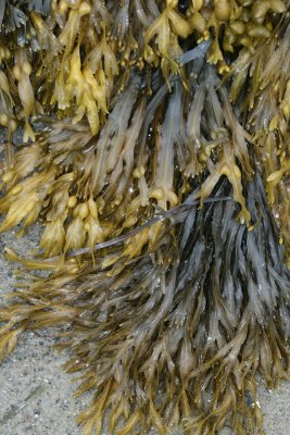 seaweed, Hamilton Beach
