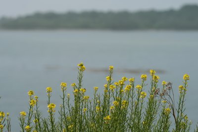 yellow flowers, Indian Point