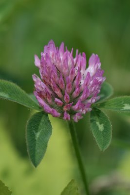 clover