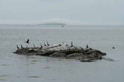 cormorants, neat cloud