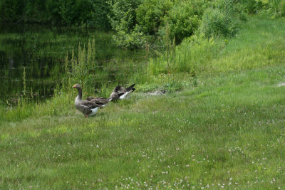 geese