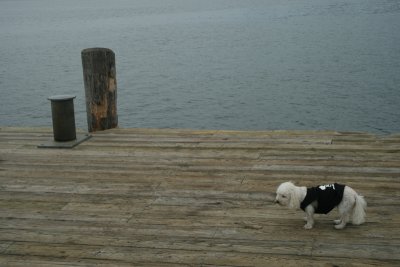 This dog ate a whole bag of salmon jerky...