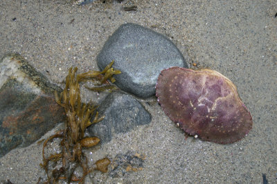 beach tableau, Hamilton Beach
