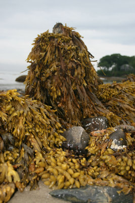 seaweed on old piling, Hamilton Beach