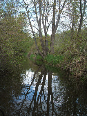 Hankins Pond, 2005