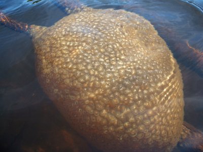 Pectinatella magnifica, Hankins Pond, 2006