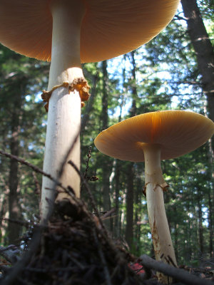Amanita muscaria mushrooms, Lower Woods Pond, 2006
