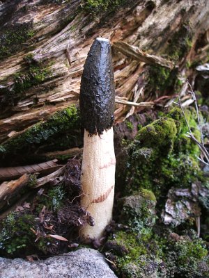 Eastern stinkhorn (Phallus impudicus), Lower Woods Pond, 2006