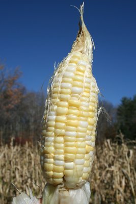 ear of corn, 2008