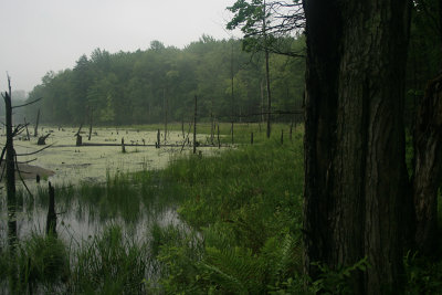 unnamed pond, Dyberry, 2009