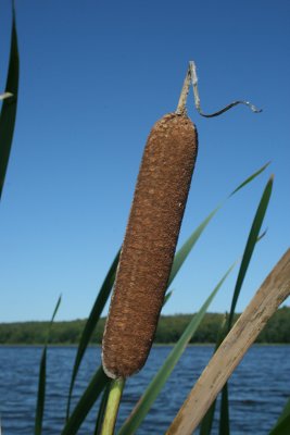 cattail, Hankins Pond, 2008