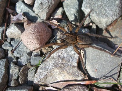 wolf spider, 2007