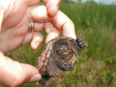 baby snapping turtle, 2007