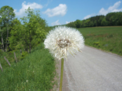 dandelion gone to seed, 2007