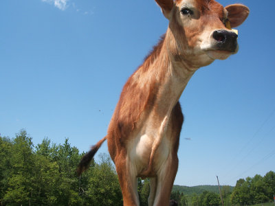 cow, 2007
