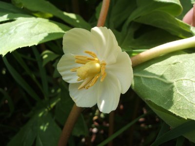 may apple flower, 2006