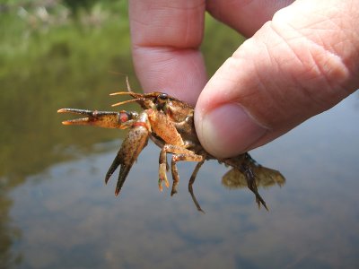 crayfish, Upper Woods Pond, Cold Spring, 2006