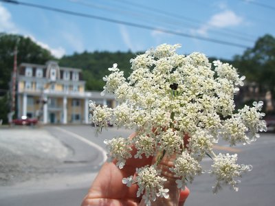 Queen Anne's Lace, Calicoon, NY, 2006