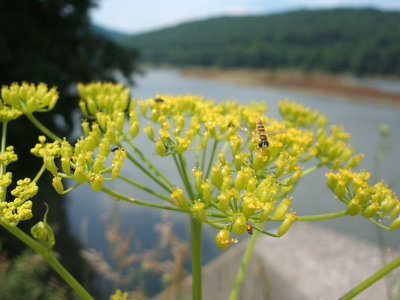 bee mimic fly, Calicoon, NY, 2006