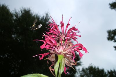 bee, bee balm, 2005