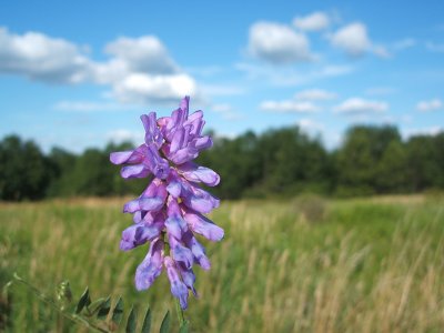 wildflower, Creamton, 2006