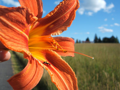 day lily, Creamton, 2006