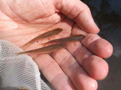 Johnson Creek, 2006