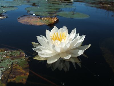 American water lily, White Oak Pond, 2006
