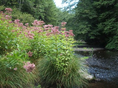 joepie weed, West Branch Lackawaxen River, 2005
