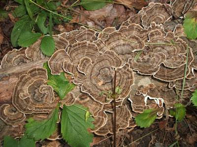 turkey tail fungus, 2005