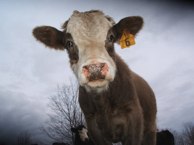 Cow No. 6, 2007